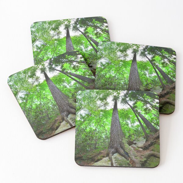 Item preview, Looking Up The Pines designed and sold by LisaWootenPhoto.