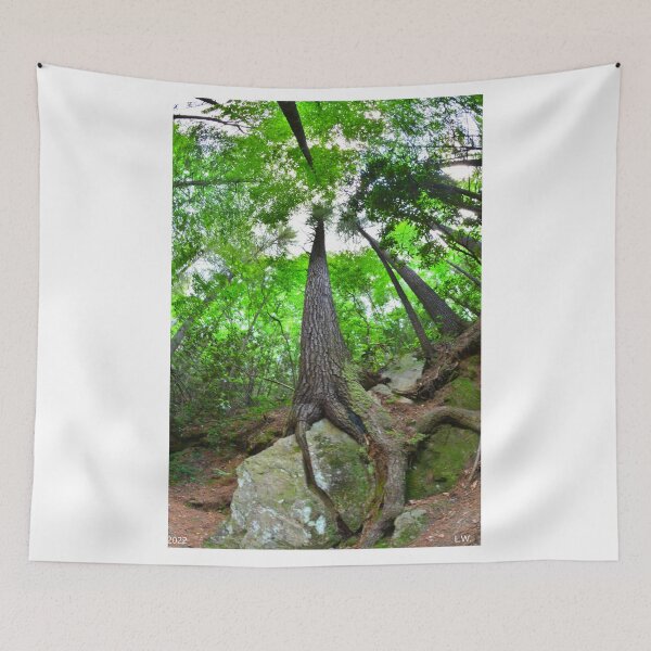 Item preview, Looking Up The Pines designed and sold by LisaWootenPhoto.