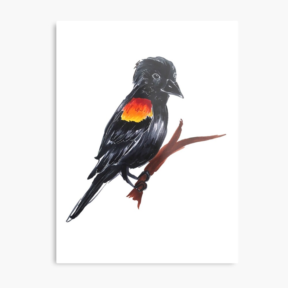 Red Wing Blackbird Drawing