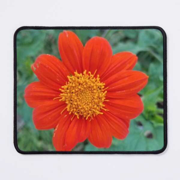 Item preview, Mexican Sunflower designed and sold by iAmAnAstronaut-.