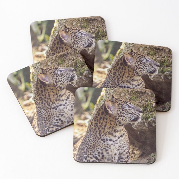 Item preview, Sri Lankan leopard cub, Panthera pardus kotiya designed and sold by LubosChlubny.