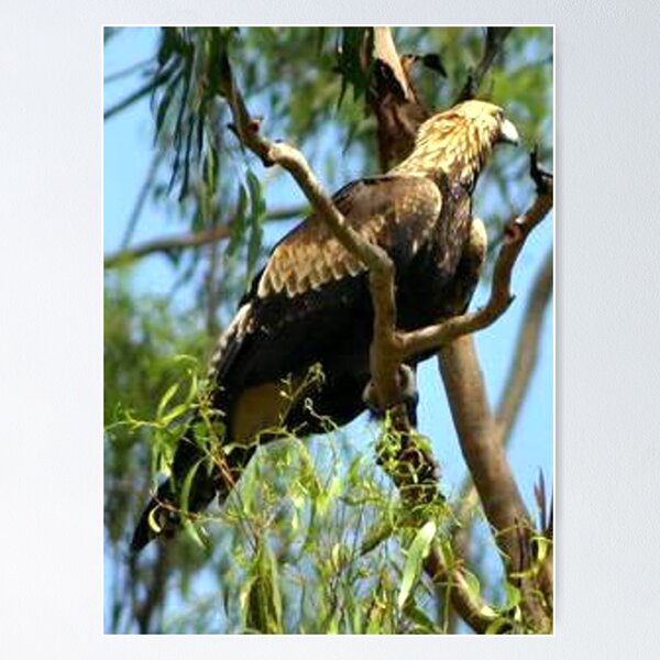 Item preview, Australian Wedge-Tailed Eagle designed and sold by Clive.