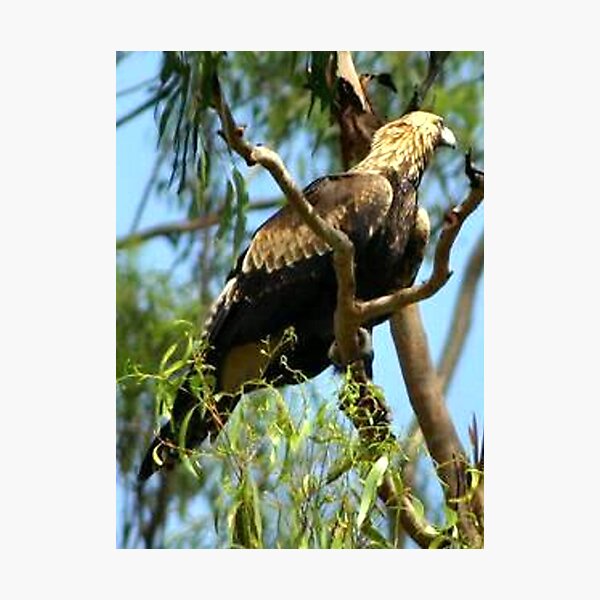 Item preview, Australian Wedge-Tailed Eagle designed and sold by Clive.