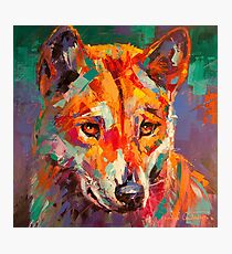 Australian Dingo Photographic Print