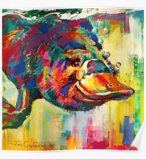 Duck-Billed Platypus - Australian mammal Poster