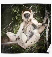 The sifaka will see you now Poster