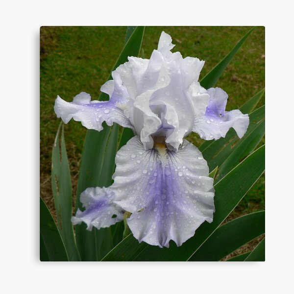 Item preview, Bearded Iris - "Sajakeda" designed and sold by louisegreen.