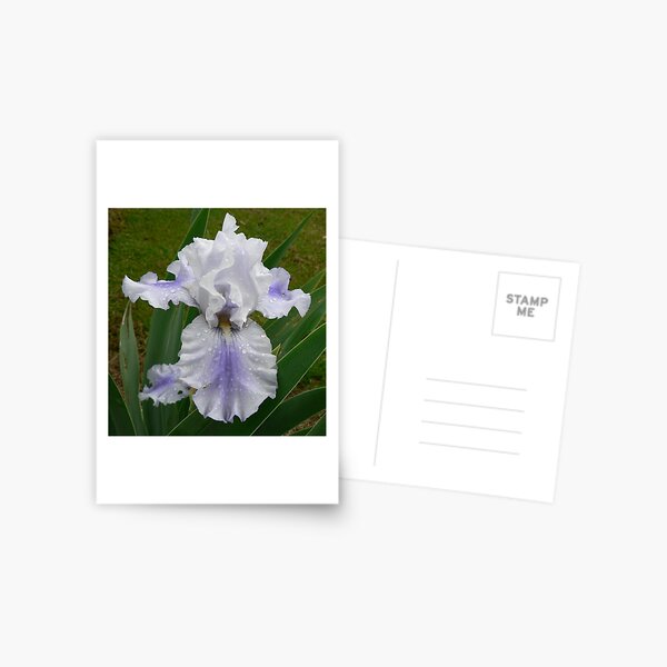 Item preview, Bearded Iris - "Sajakeda" designed and sold by louisegreen.