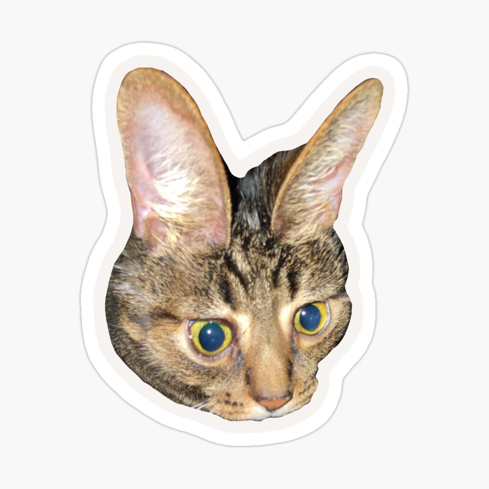 Beluga Cat Sticker for Sale by Nagjin in 2023