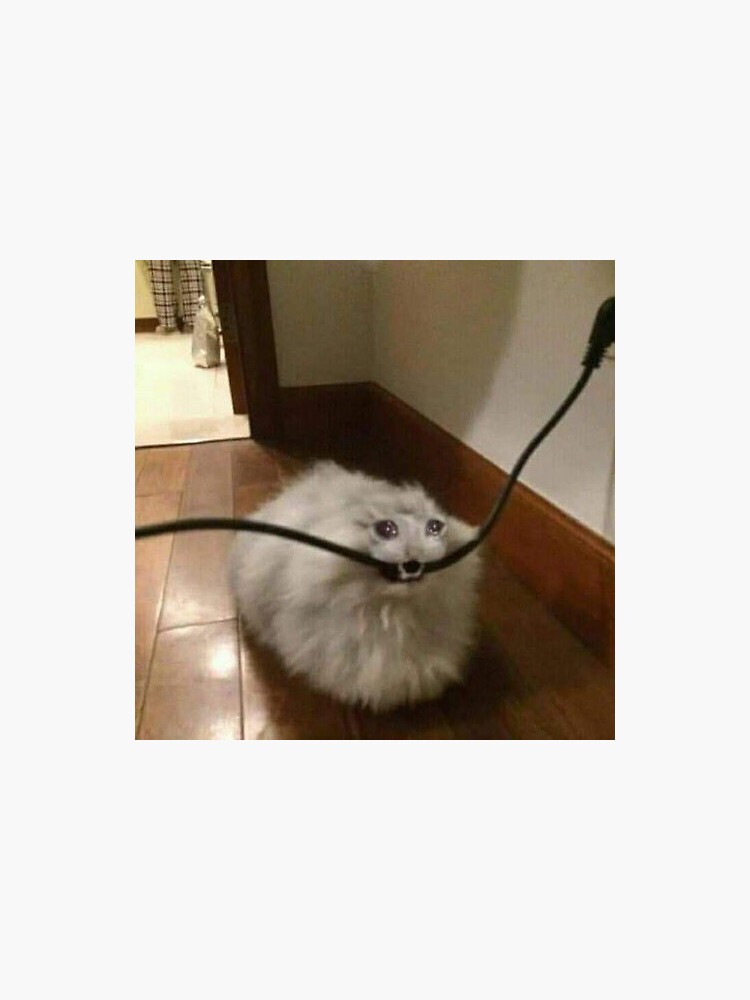 "Crying Cat Wire Meme" Sticker for Sale by RetroMelon Redbubble