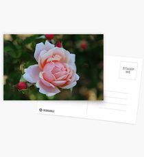 Grandmother's Rose Postcards