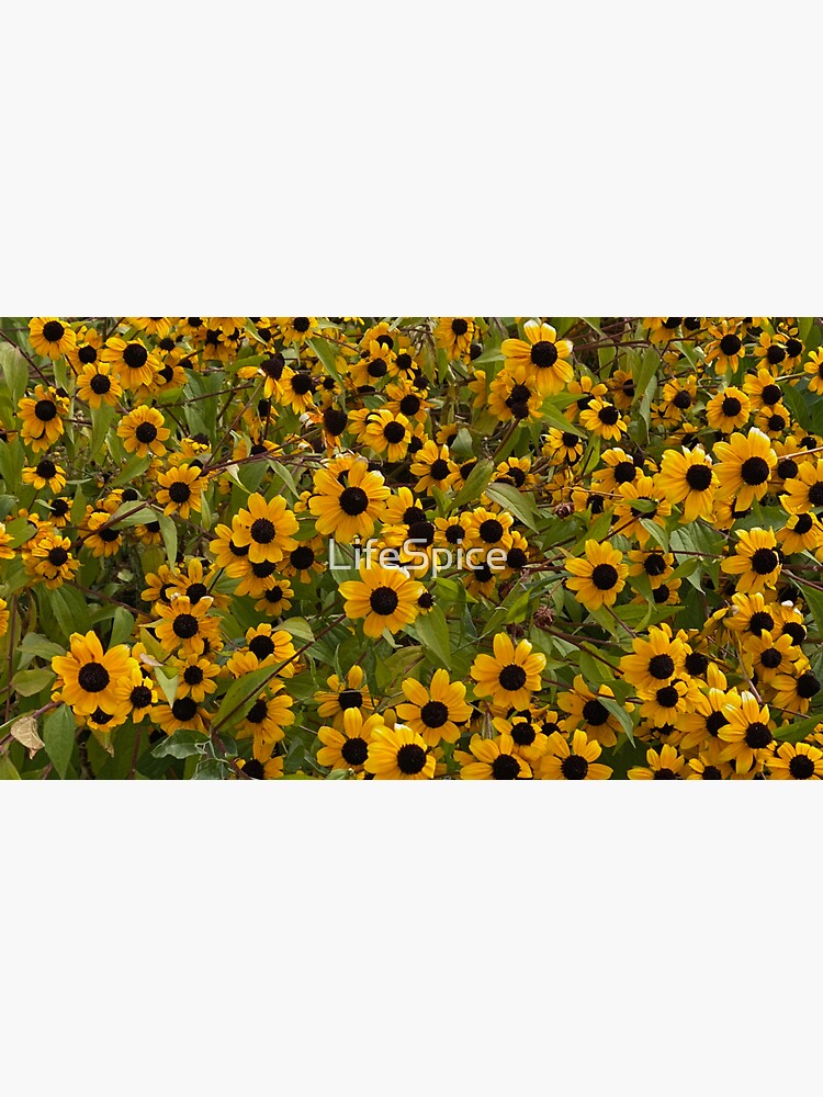 "Black Eyed Susans, Flowers, by Mark Ewing" Sticker for Sale by