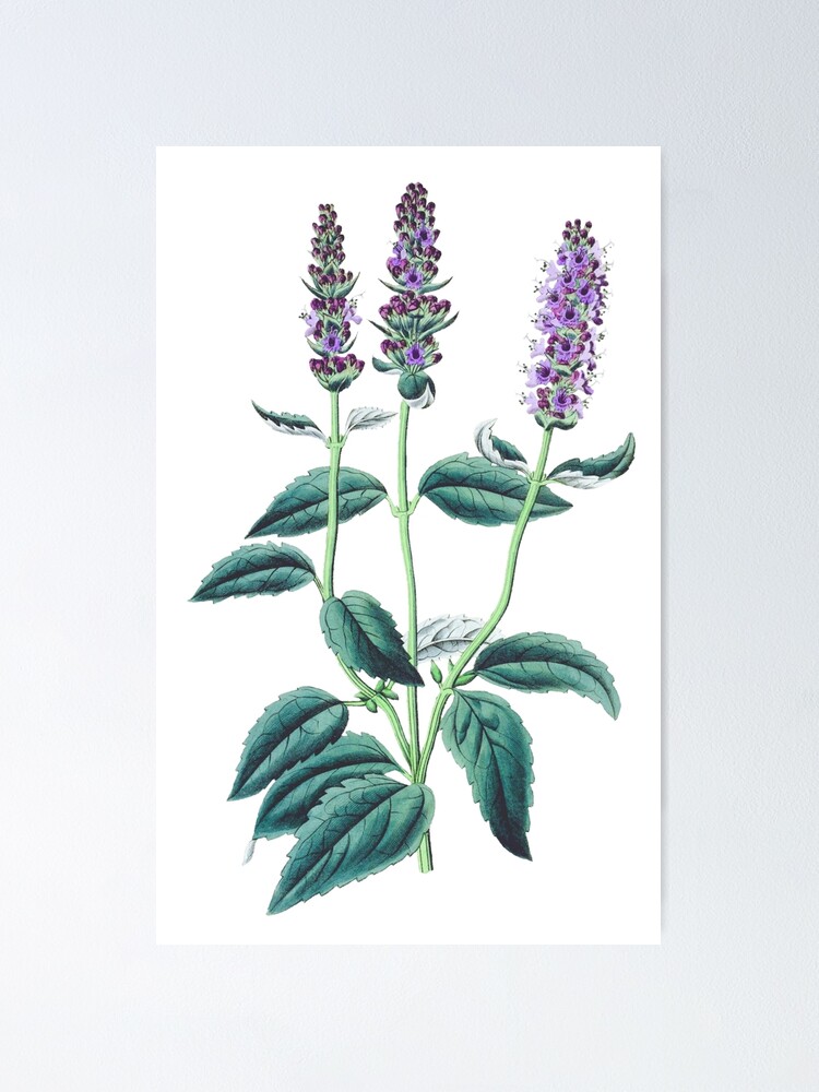 Vintage Drawing of Lavender Poster