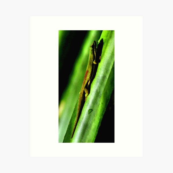 Day Gecko, Madagascar Art Print