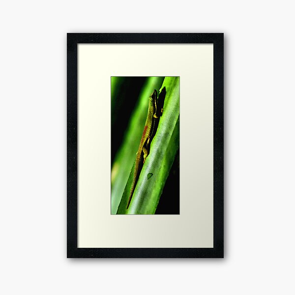 Day Gecko, Madagascar Framed Art Print
