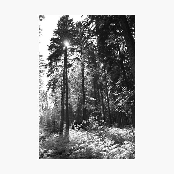 Schwarzwald I Fotodruck