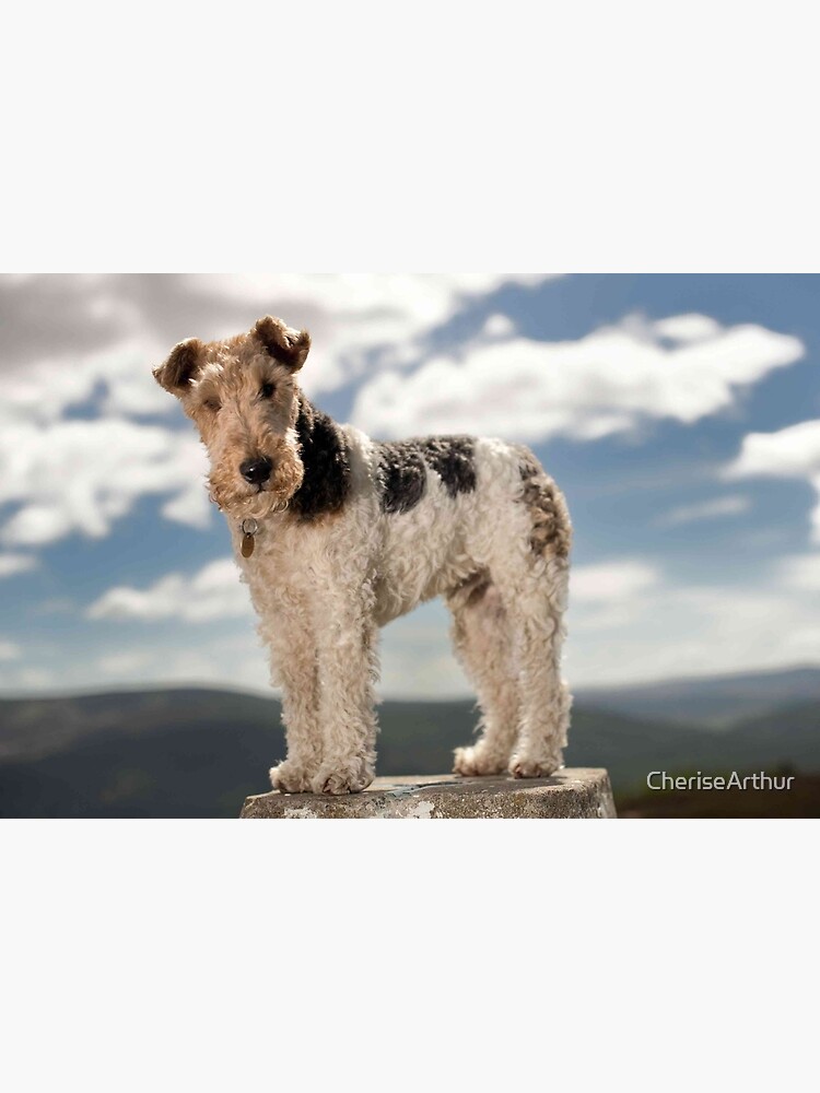 White curly haired outlet terrier