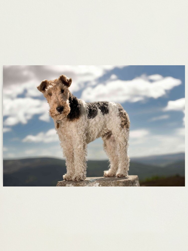 Curly coated outlet terrier