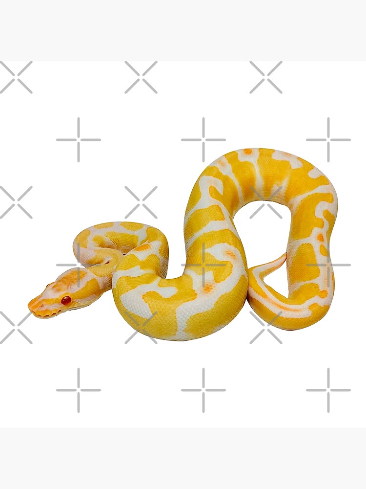 Banana Albino Ball Pythons Python Regius Amelanistic Poster For