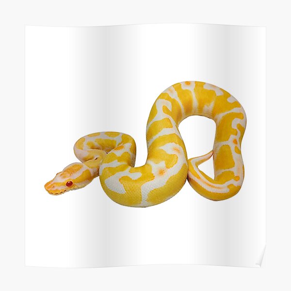 Banana Albino Ball Pythons Python Regius Amelanistic Poster For