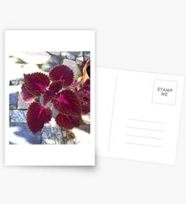 "Coleus." Postkarten