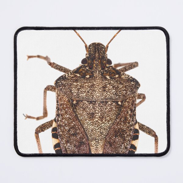 Item preview, Brown marmorated stink bug designed and sold by SDym Photography.