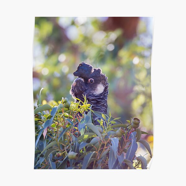 Baudin's Black Cockatoo Poster