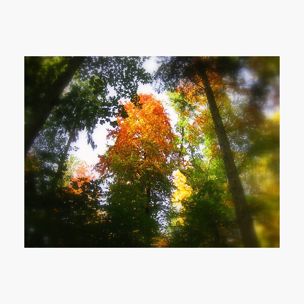 Autumn Dream Photographic Print
