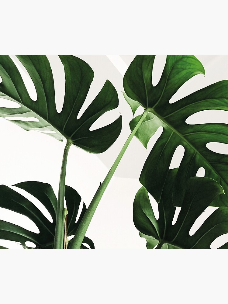 Thumbnail 3 of 3, Tapestry, Monstera designed and sold by fempreneurco.