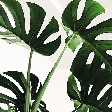 Artwork thumbnail, Monstera by fempreneurco