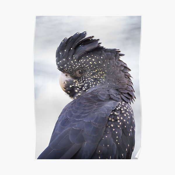 Female Red Tailed Black Cockatoo Poster