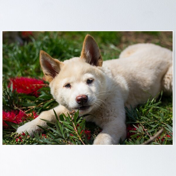 Baby White Dingo Puppies For Sale Bogong Dingo Pup