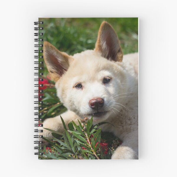 Item preview, Bogong Dingo Pup designed and sold by ceiicileb.