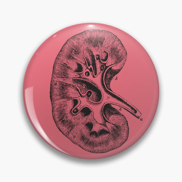 Item preview, Kidney Anatomical Vintage Drawing - Human Brain, Heart, Rib Cage, Torso, Skull designed and sold by perfektdesign.