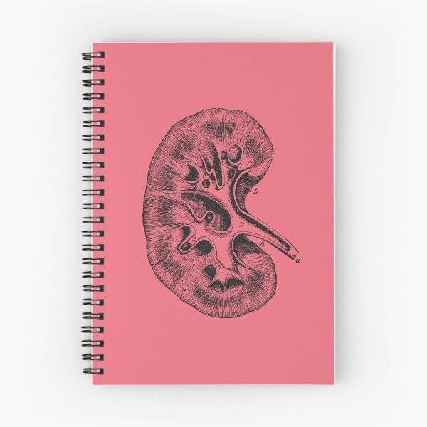 Item preview, Kidney Anatomical Vintage Drawing - Human Brain, Heart, Rib Cage, Torso, Skull designed and sold by perfektdesign.
