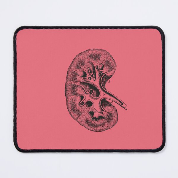 Item preview, Kidney Anatomical Vintage Drawing - Human Brain, Heart, Rib Cage, Torso, Skull designed and sold by perfektdesign.