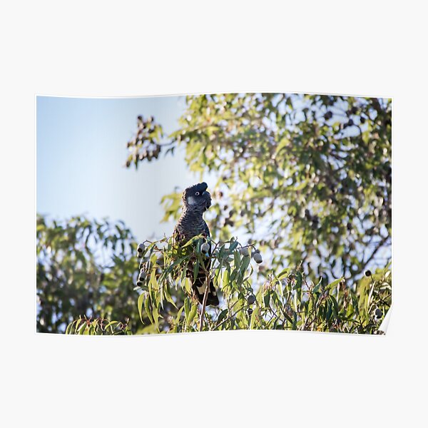 Baudin's Black Cockatoo Poster