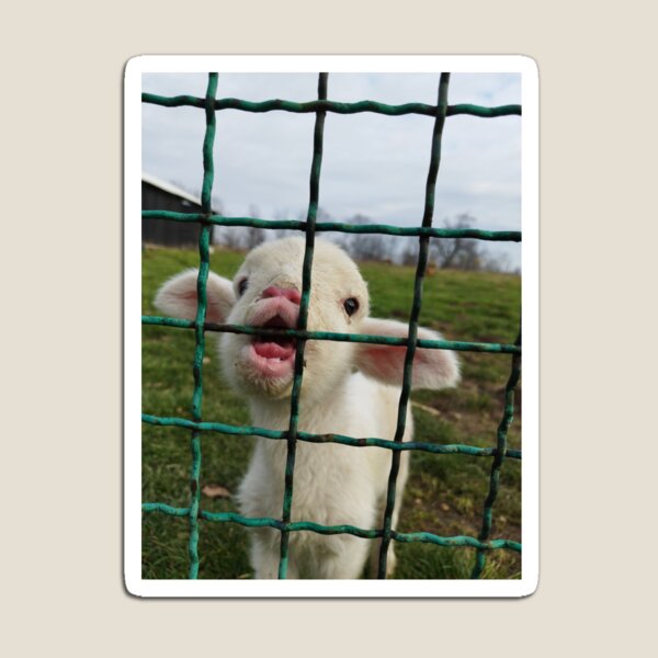 “Adorable Lamb Behind the Fence” Magnet