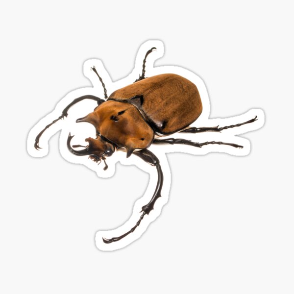Elephant beetle (Megasoma elephas) Sticker