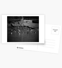 Seagul Postcards