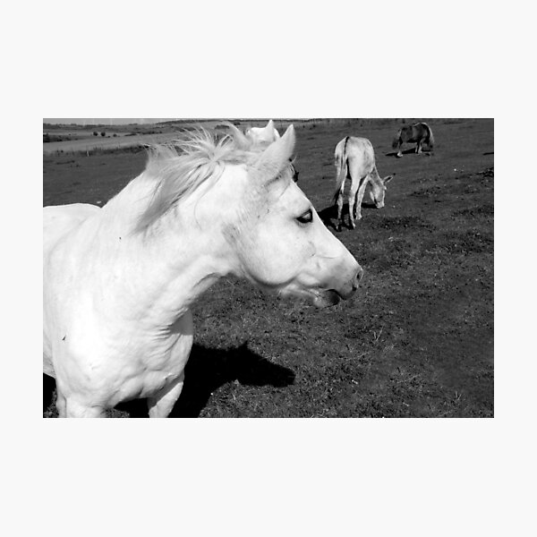 Aperçu de l'œuvre Cheval Blanc créée et vendue par aidan  moran.