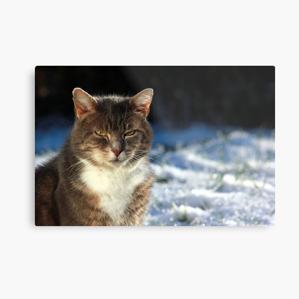 Tabby cat in garden in winter Metal Print