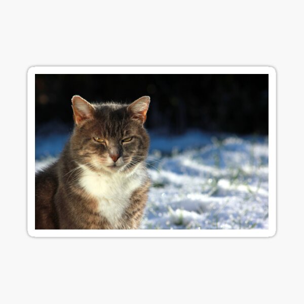 Tabby cat in garden in winter Sticker