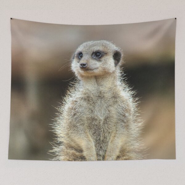 Item preview, Fluffy Meerkat designed and sold by Vicki Spindler (VHS Photography).