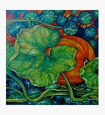 pumpkin Photographic Print