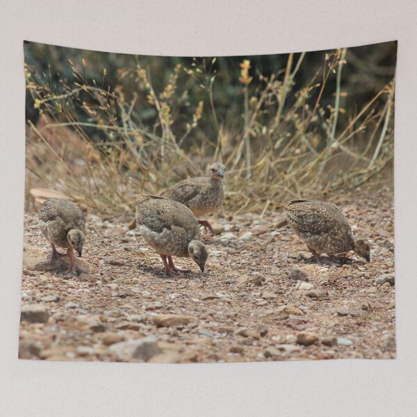 Item preview, Chukar Partridge Chicks designed and sold by Vicki Spindler (VHS Photography).