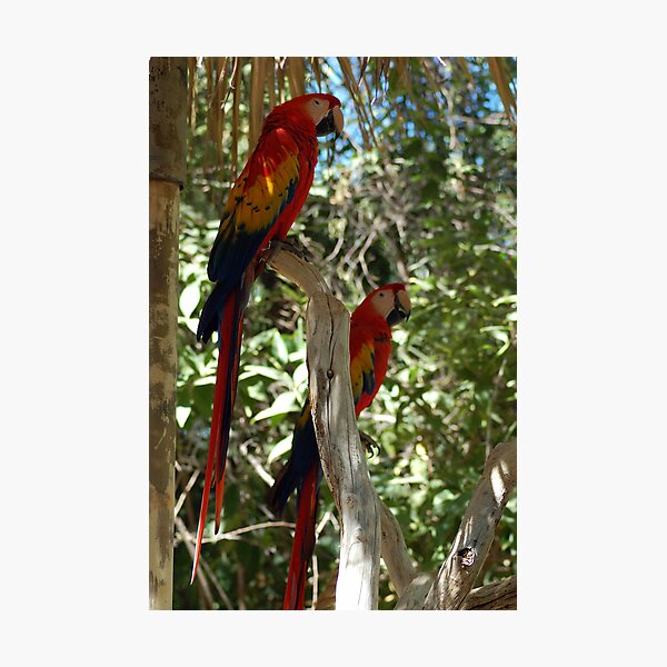 Item preview, Macaws designed and sold by dragonsnare.
