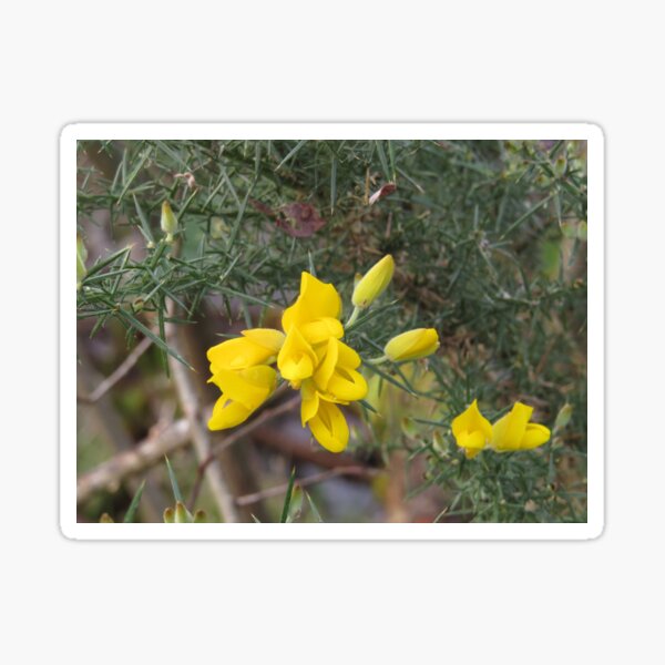 Donegal gold Sticker