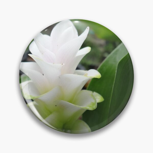 Item preview, Siam tulip is flowering plant, Curcuma sp. of the ginger family no. 1 designed and sold by greengoodnich.