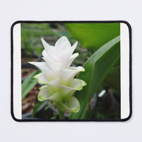 Item preview, Siam tulip is flowering plant, Curcuma sp. of the ginger family no. 1 designed and sold by greengoodnich.
